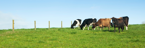 Cows in a Norfolk Field 