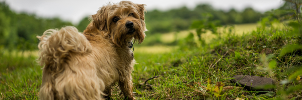 Dog in Norfolk