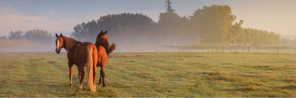 Horses in Norfolk 